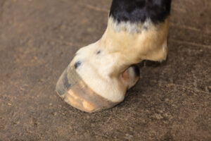 Die richtige Fütterung bei Hufrehe – das solltest du wissen!