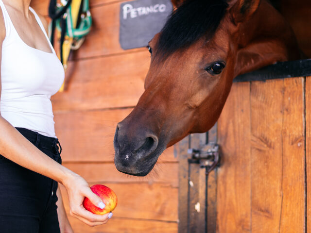 Vitaminversorgung in der Pferdefütterung