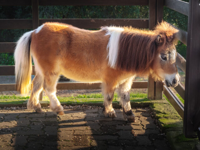 Fütterung bei EMS-Pferden: So schützt du dein Pferd vor Hufrehe