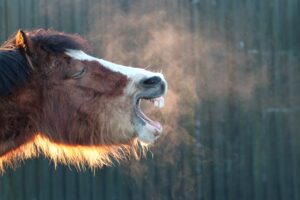 Equines Asthma und Allergien – Wie Ernährung und Naturheilkunde helfen können