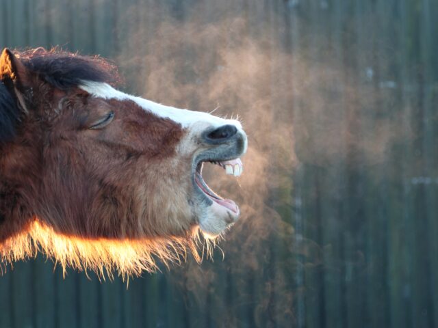 Equines Asthma und Allergien – Wie Ernährung und Naturheilkunde helfen können
