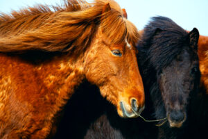 Cushing – Fütterung als Schlüsselrolle