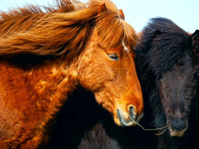 Cushing – Fütterung als Schlüsselrolle